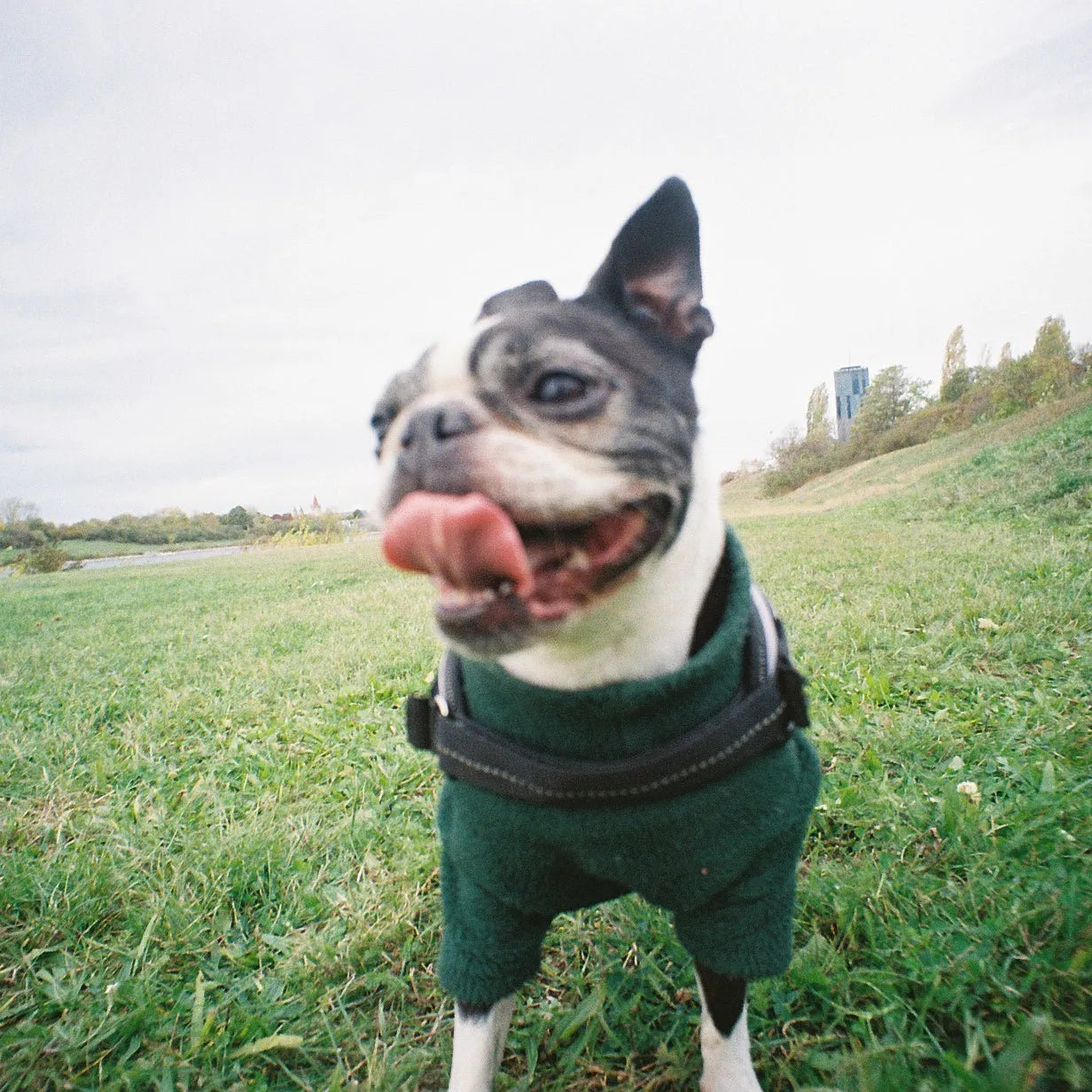 Lomography LC-Wide | Point and Shoot 35mm Film Camera