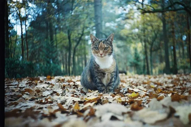 Kodak Portra 400 - 35mm Color Film