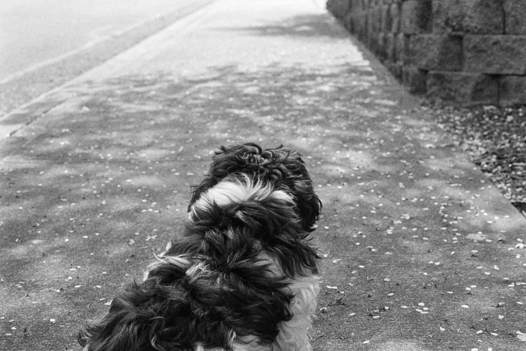 Ilford HP-5 Plus - 35mm Black and White Film